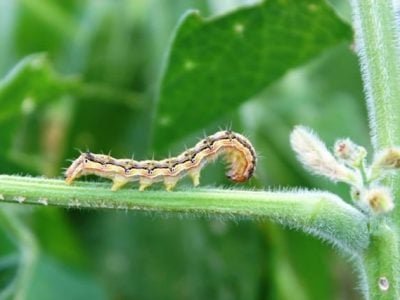 Crédito Baltazar Fiomari