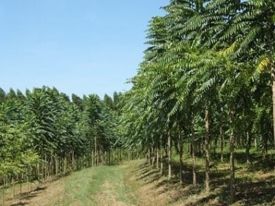 Crédito Bela Vista Florestal