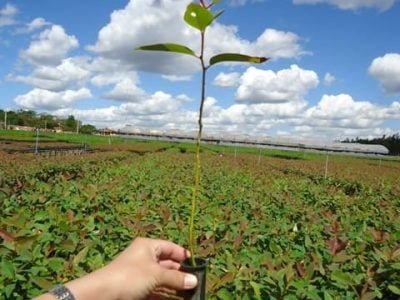 Crédito Bruna Anair Souto Dias