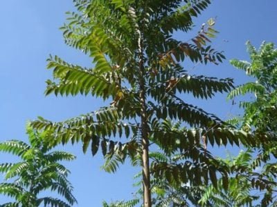 Crédito Bruna Souto