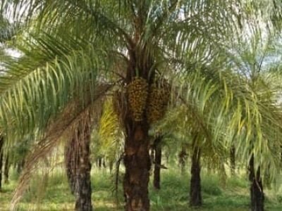 Crédito Bruno Galvêas