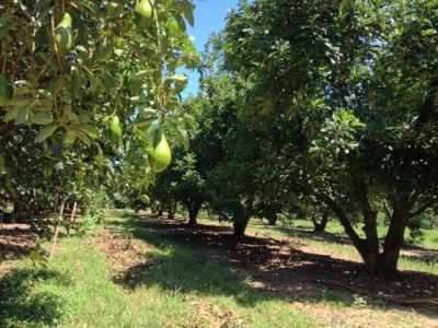 Crédito Bruno Henrique