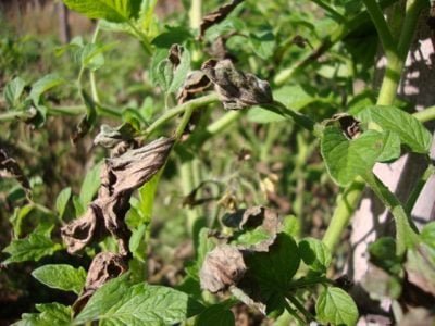 Crédito Carlos Antônio dos Santos