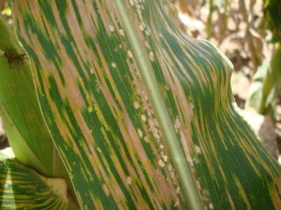 Crédito Carlos R. Casela