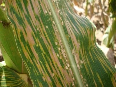 Crédito Carlos R. Casela