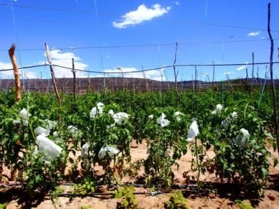 Crédito Chico Gomes