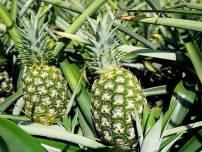 Crédito Citrus Killer