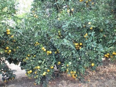 Crédito CitrusKiller