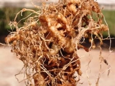 Crédito Cláudia Arieira