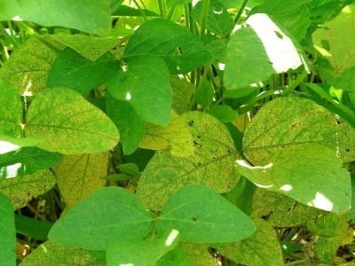 Crédito Cláudia Godoy