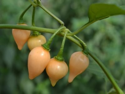 Crédito Cláudia Ribeiro