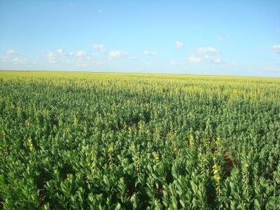 Crédito Claudinei Kappes