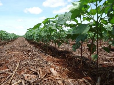 Crédito Claudinei Kappes