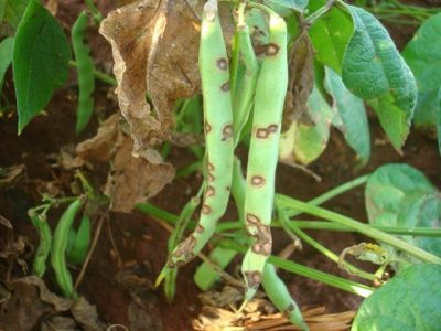 Crédito Claudinei Kappes