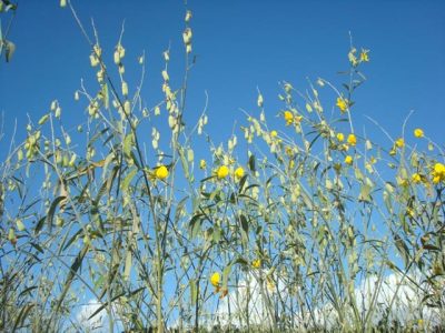 Crédito Claudinei Kappes