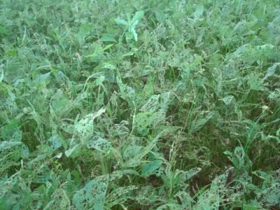 Crédito Claudinei Kappes