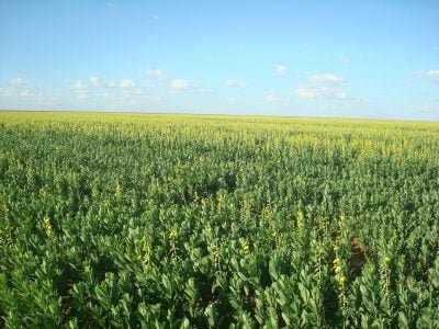 Crédito Claudinei Kappes