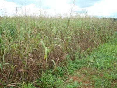 Crédito Claudinei Kappes