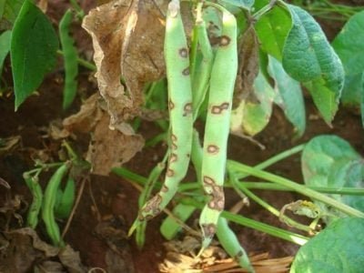 Crédito Claudinei Kappes