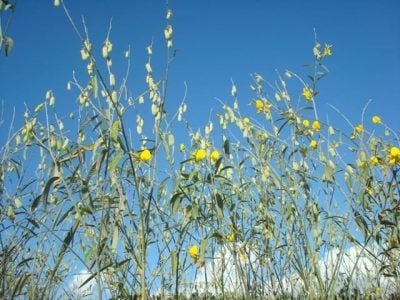 Crédito Claudinei Kappes