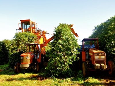 Crédito Cristiano Soares de Oliveira