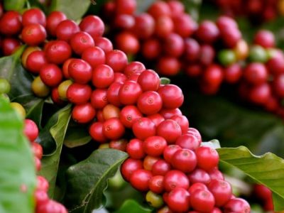 Crédito Cristiano Soares de Oliveira