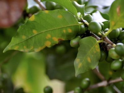 Crédito Cristiano Soares de Oliveira