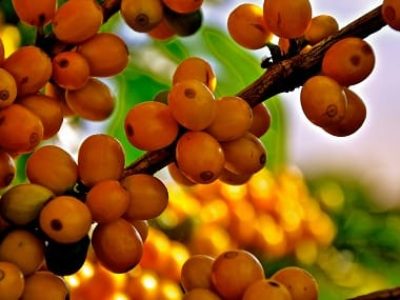 Crédito Cristiano de Oliveira