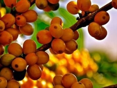 Crédito Cristiano de Oliveira