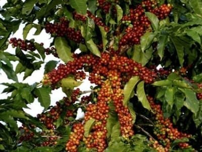 Crédito Cristiano de Oliveira