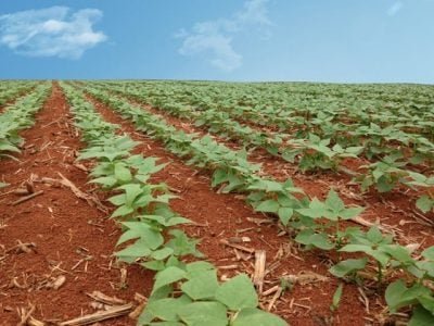 Crédito Cristiano de Oliveira