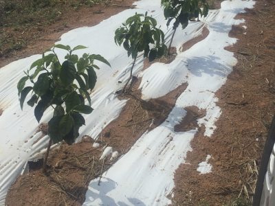 Foto-01-Crédito-Dalyse-Catanheira