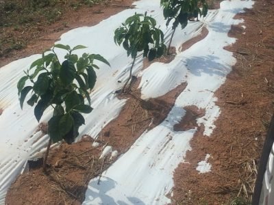 Foto-01-Crédito-Dalyse-Catanheira