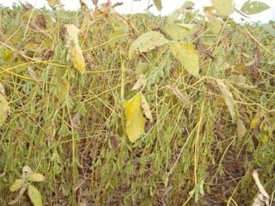 Crédito Daniel Cassetari