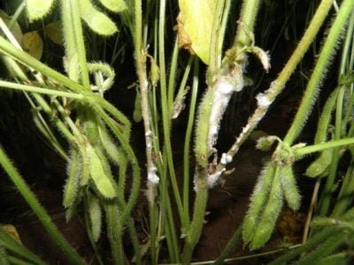 Crédito - Daniel Cassetari