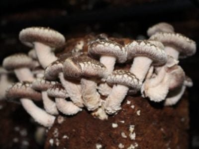 Foto-01-Crédito-Daniel-Gomes-600x400