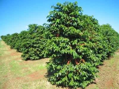 Crédito Daniel Vieira