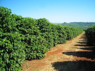 Crédito Daniel Vieira