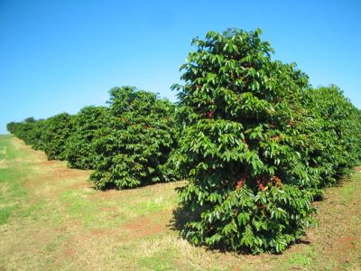 Crédito Daniel Vieira