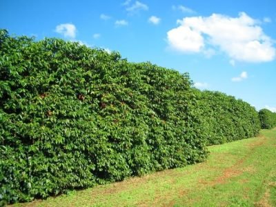 Crédito Daniel Vieira