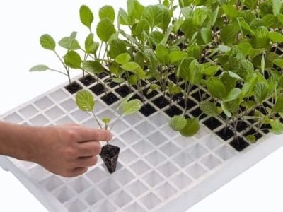 Crédito Daniela Pires