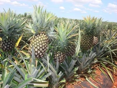 Crédito David Pereira