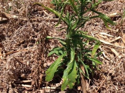 Crédito Divulgação