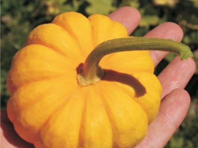 Crédito Divulgação Isla