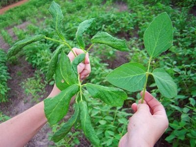 Crédito Divulgação