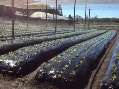 Crédito Divulgação