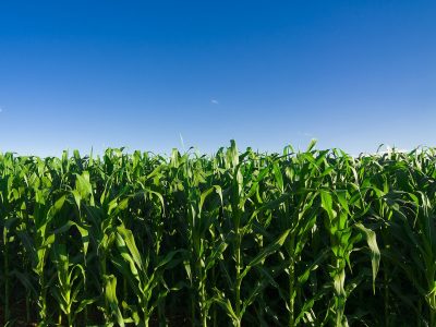 Crédito DuPont Pioneer