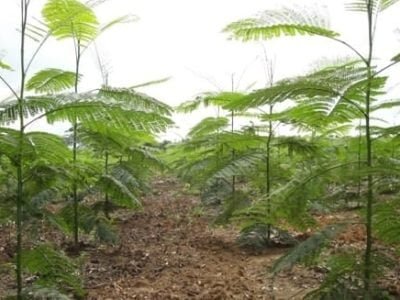 Crédito Edson Crocodilo