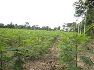 Crédito Edson Crodilo