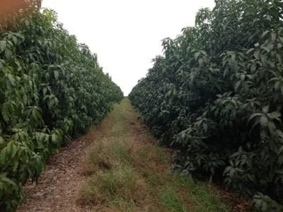 Crédito Eduardo Ferraz